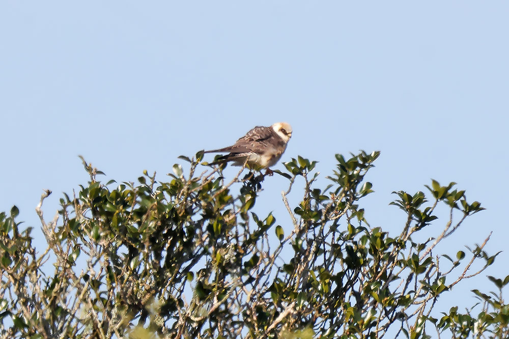 Red-fotted falcon